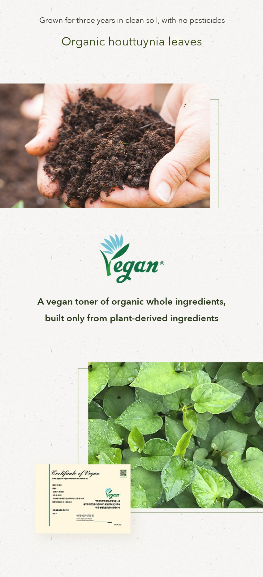 CHAEBI Houttuynia Extract Vegan Toner detail 06